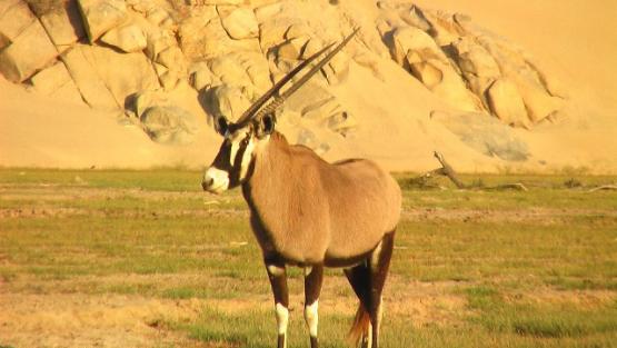 Bild Nr. 24476 - 56 mal gesehen