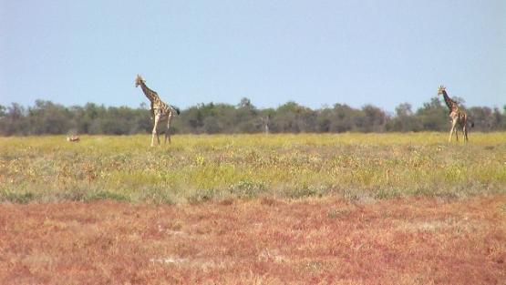 Bild Nr. 24818 - 521 mal gesehen