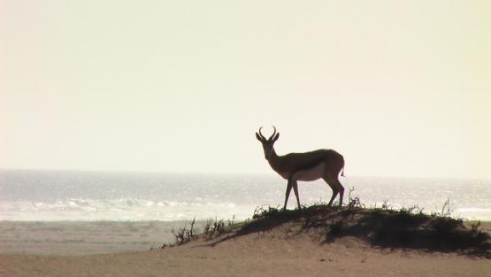 Bild Nr. 28139 - 259 mal gesehen